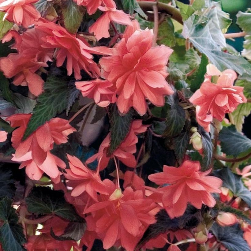 Begonia pendula Tuberhybrida Illumination Salmon (Flowering)