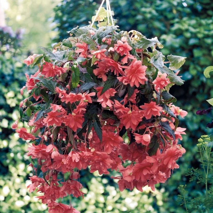 Begonia pendula Tuberhybrida Illumination Salmon (Plant habit)