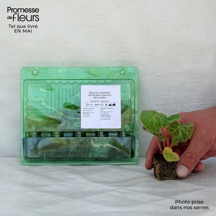 Begonia pendula Tuberhybrida Illumination Salmon Plug plant 3/4cm sample as delivered in spring