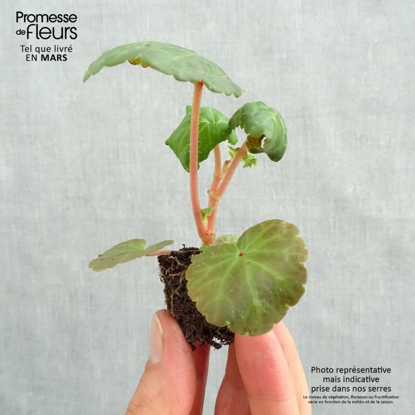 Begonia pendula Tuberhybrida Illumination Apricot Plug plant 3/4cm sample as delivered in spring