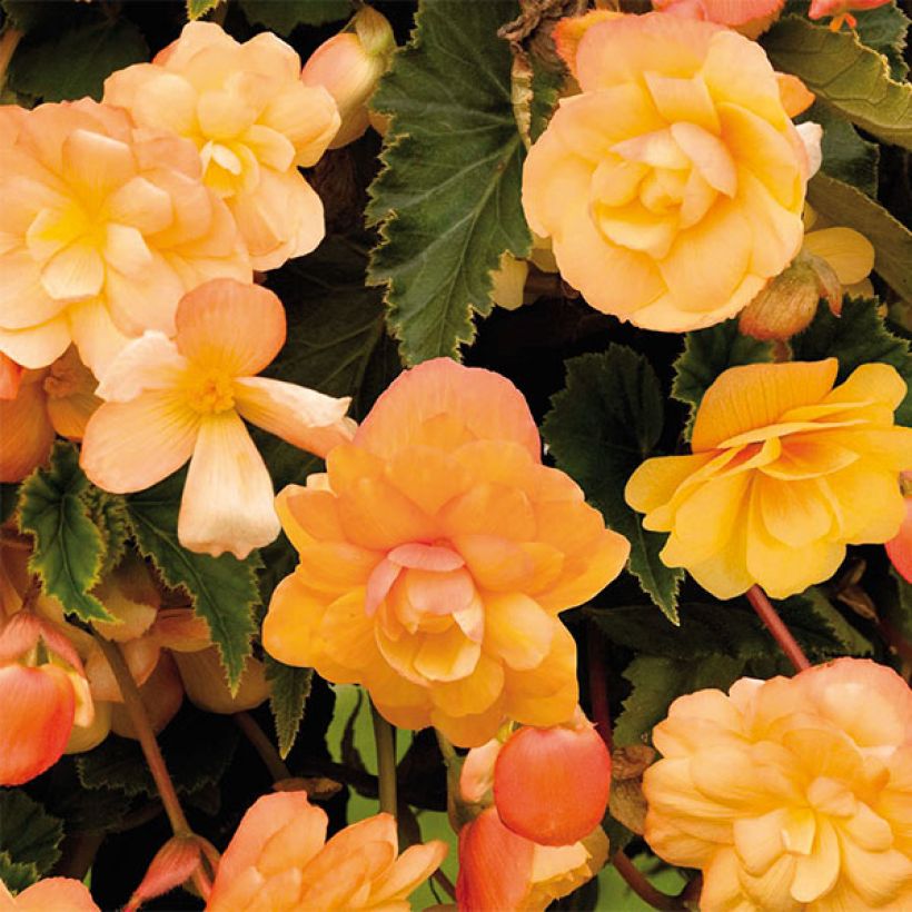 Begonia pendula Tuberhybrida Illumination Apricot (Flowering)