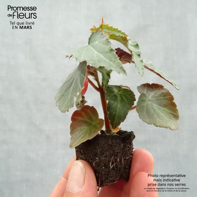 Begonia boliviensis Santa Cruz Orange Plug plant 3/4cm sample as delivered in spring