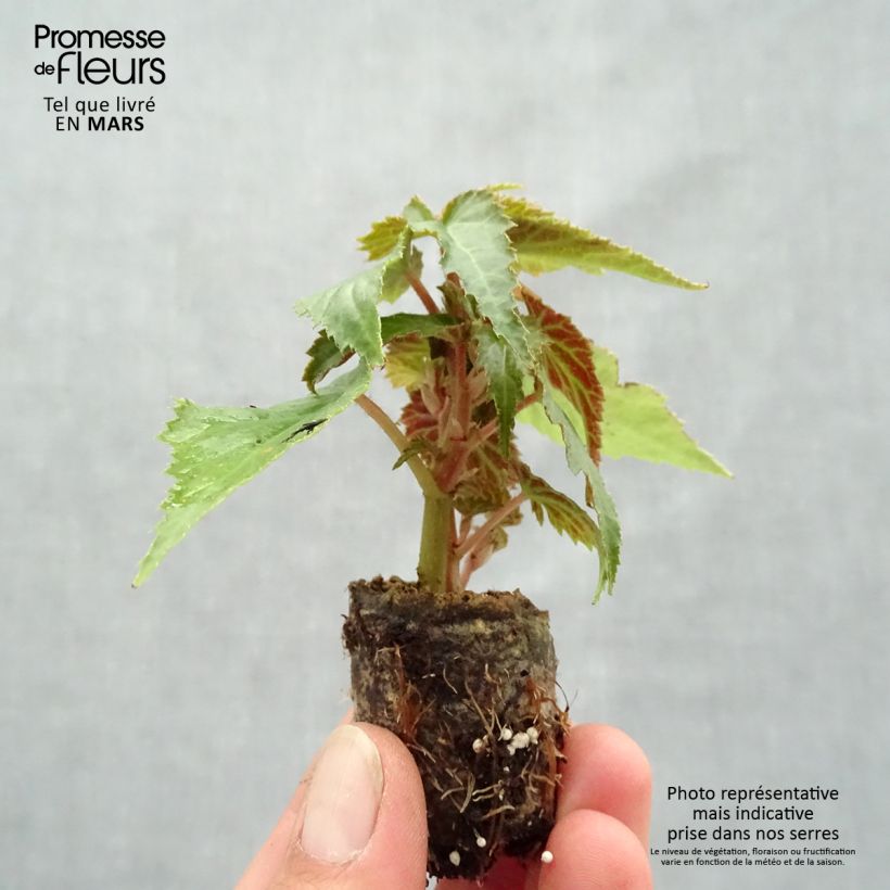 Begonia Summerwings Apricot Plug plant 3/4cm sample as delivered in spring