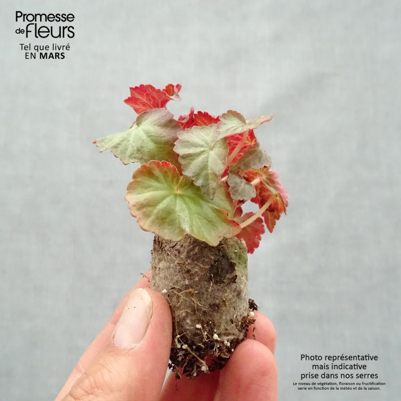 Begonia Summerwings Dark Elegance Plug plant 3/4cm sample as delivered in spring