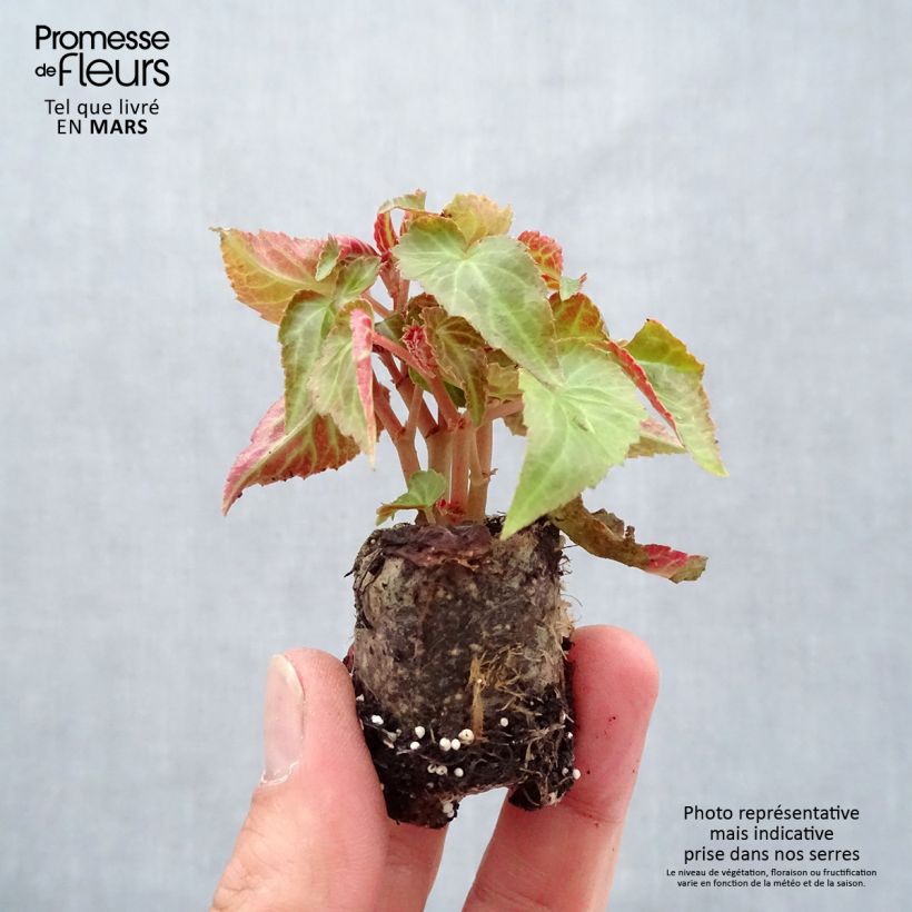 Begonia Summerwings Pink Elegance Plug plant 3/4cm sample as delivered in spring