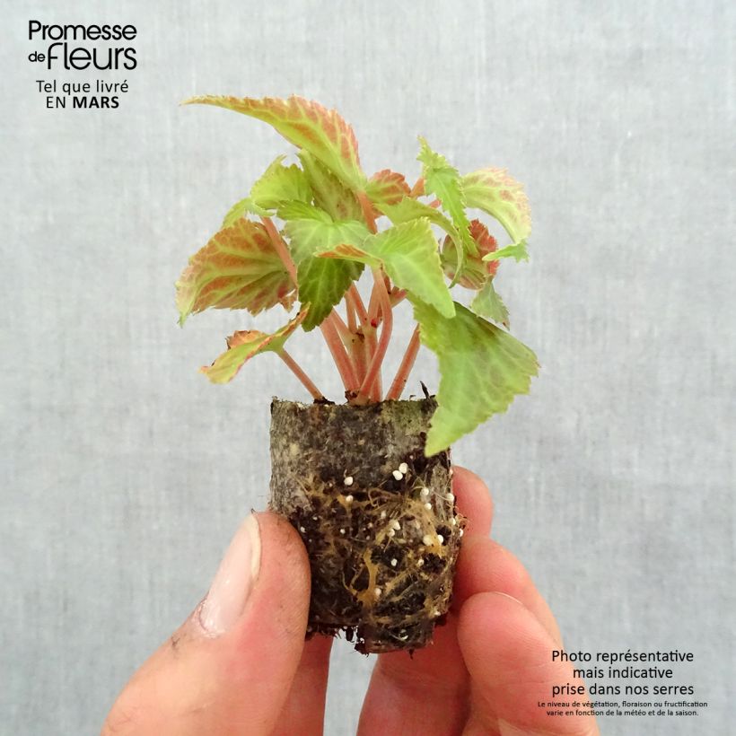Begonia Summerwings White Elegance Plug plant 3/4cm sample as delivered in spring