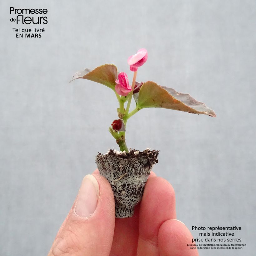 Begonia semperflorens Doublet Pink Plug plant 3/4cm sample as delivered in spring