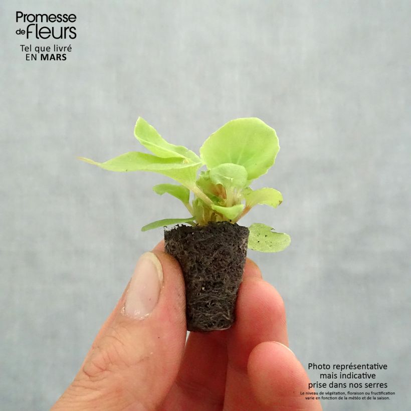 Begonia semperflorens Mascot Bicolour Improved Plug plant 3/4cm sample as delivered in spring