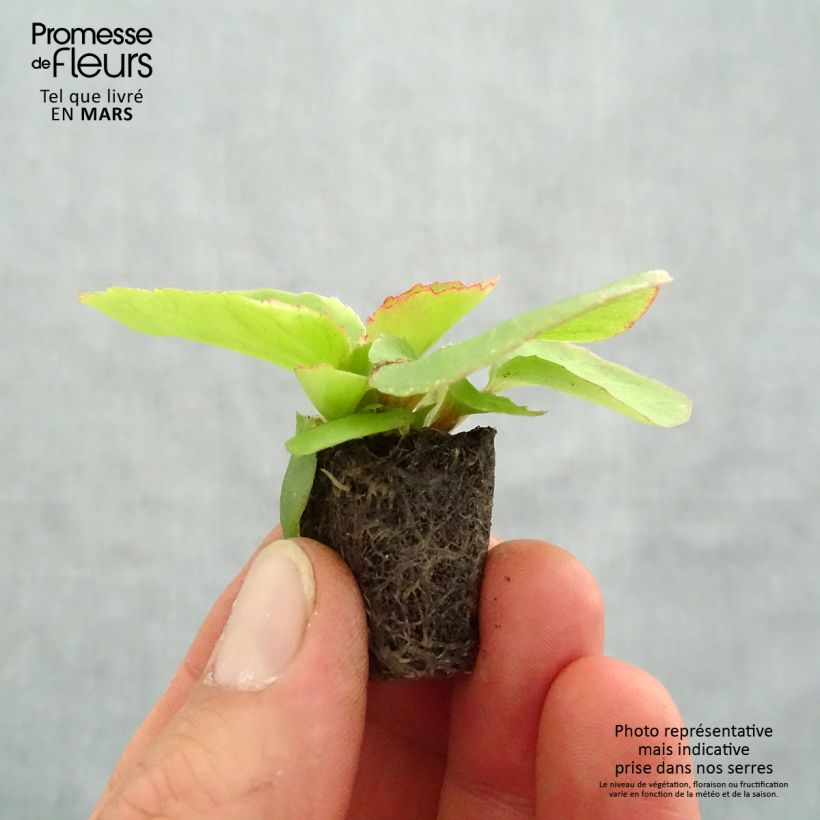 Begonia semperflorens Organdy F1 Plug plant 1.5/2.5 cm sample as delivered in spring