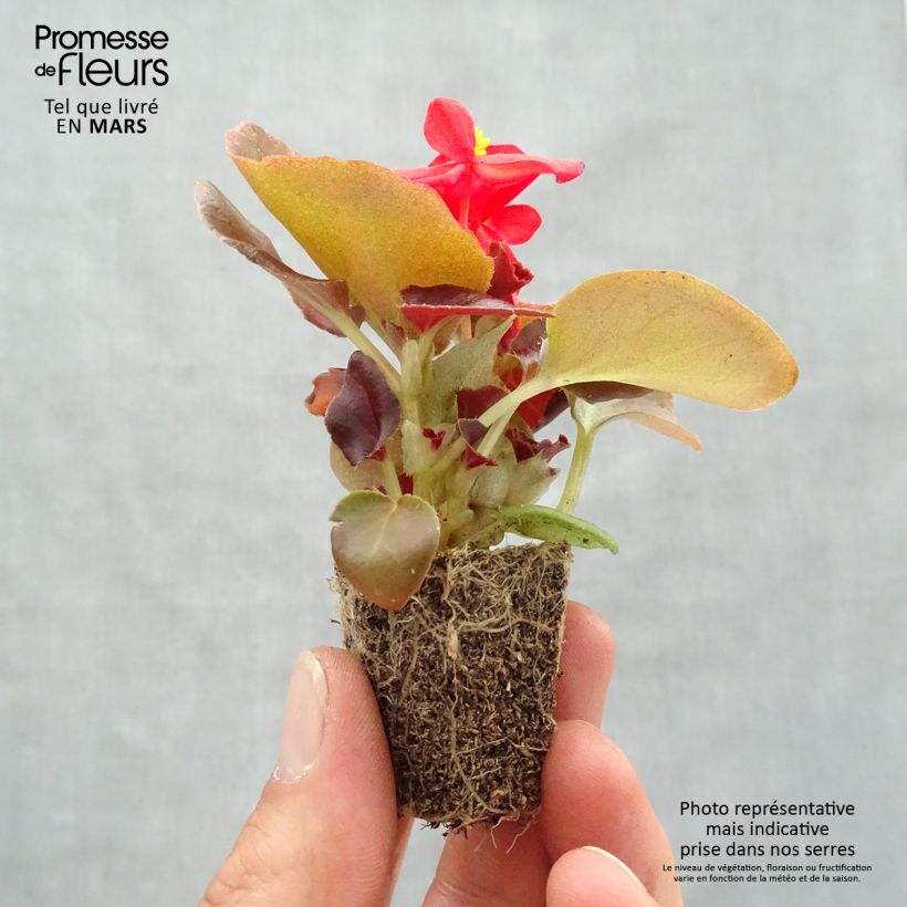 Begonia semperflorens Organdy F1 Plug plants 3.8 x 3.2cm - Tray of 16 sample as delivered in spring
