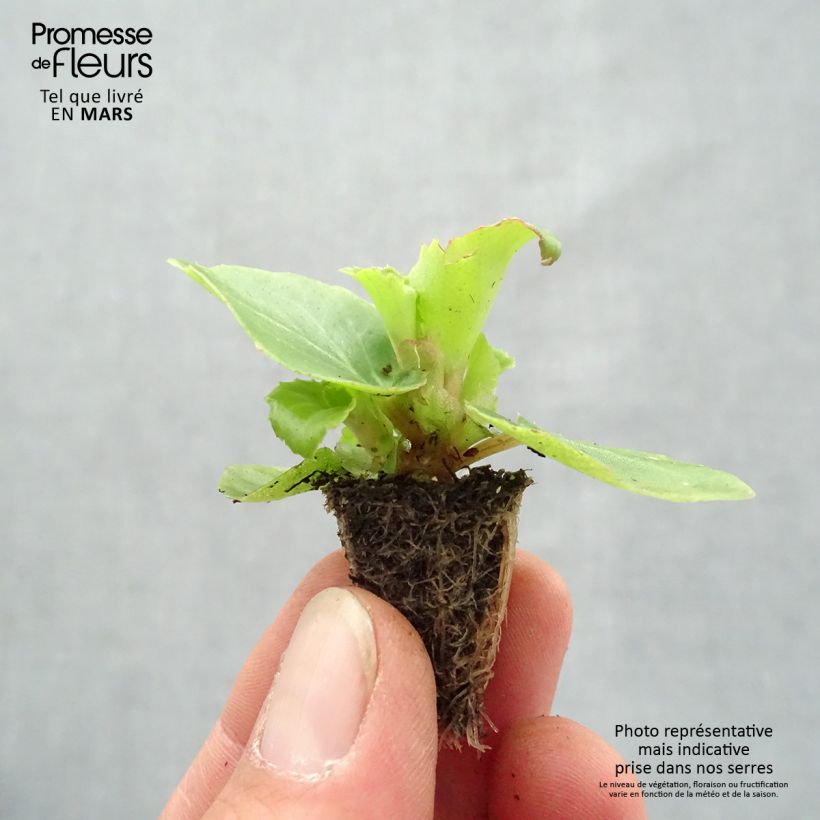 Begonia semperflorens Organdy F1 Plug plant 2.2cm x 2cm - Tray of 35 sample as delivered in spring