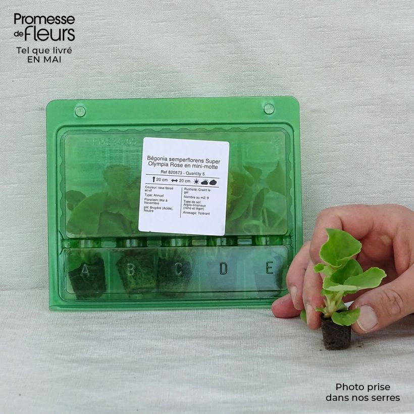 Begonia semperflorens Super Olympia Pink Plug plant 1.5/2.5 cm sample as delivered in spring