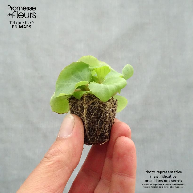 Begonia semperflorens Super Olympia Pink Plug plants 3.8 x 3.2cm - Tray of 16 sample as delivered in spring