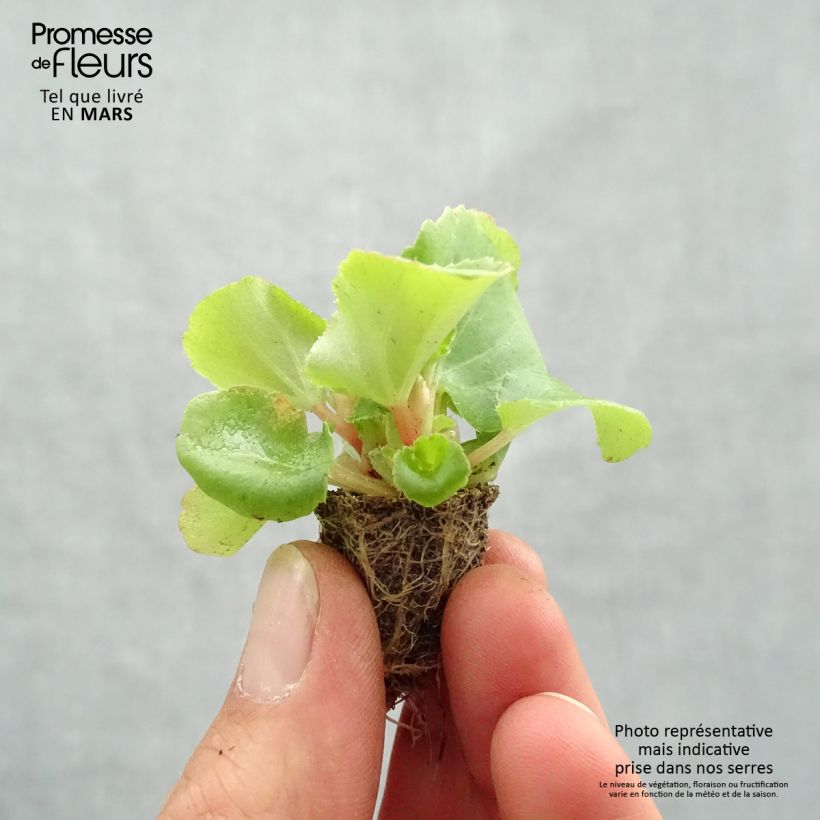Begonia semperflorens Super Olympia Pink Plug plant 2.2cm x 2cm - Tray of 35 sample as delivered in spring