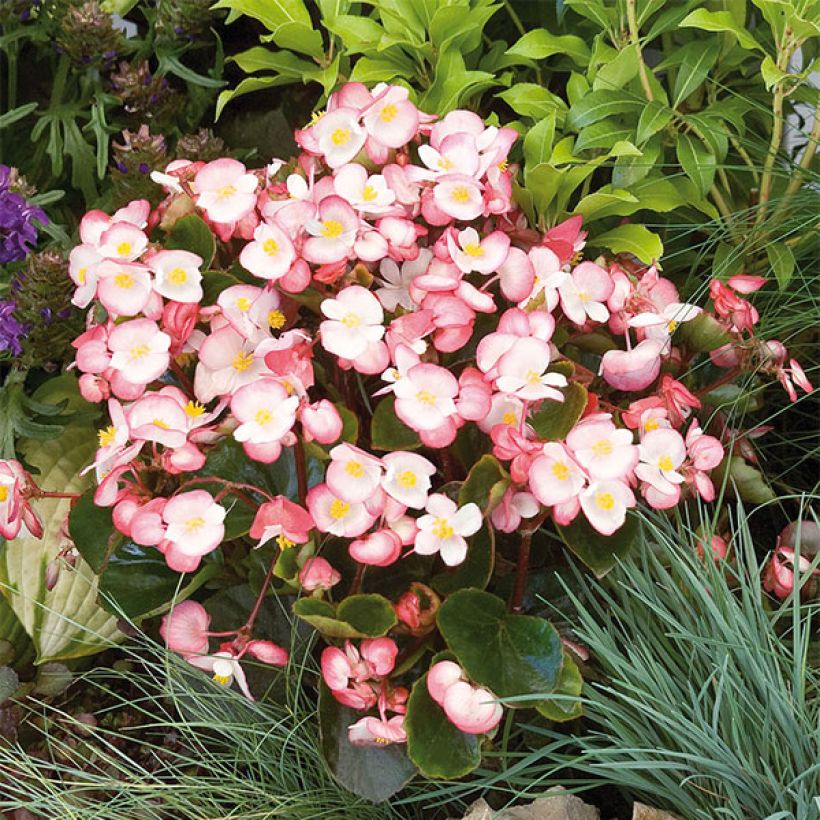 Begonia semperflorens Maxima Rose Bicolor (Flowering)