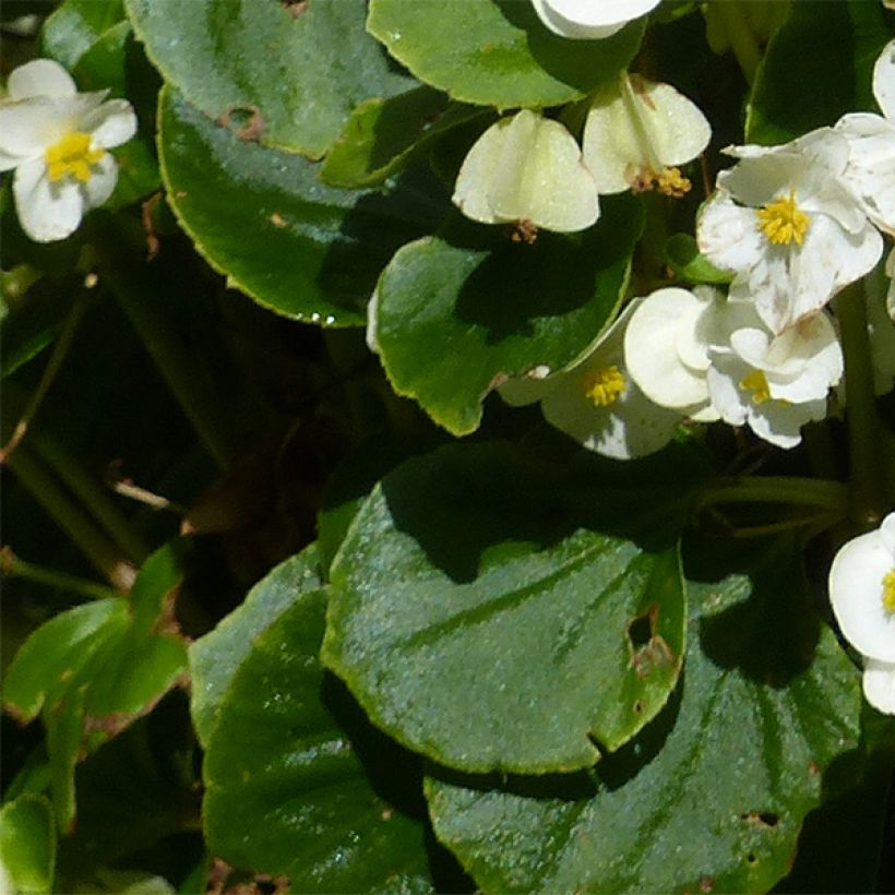 Begonia semperflorens Super Olympia blanc (Foliage)