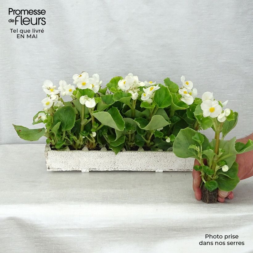 Begonia semperflorens Super Olympia blanc Plug plants 3.8 x 3.2cm - Tray of 16 sample as delivered in spring