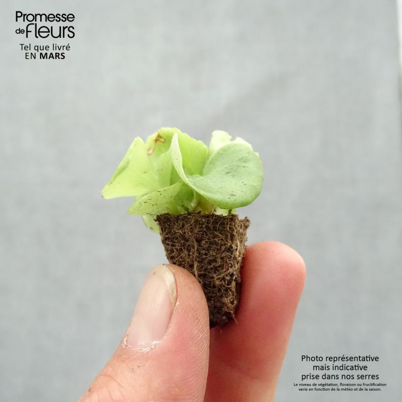 Begonia semperflorens Super Olympia blanc Plug plant 2.2cm x 2cm - Tray of 35 sample as delivered in spring