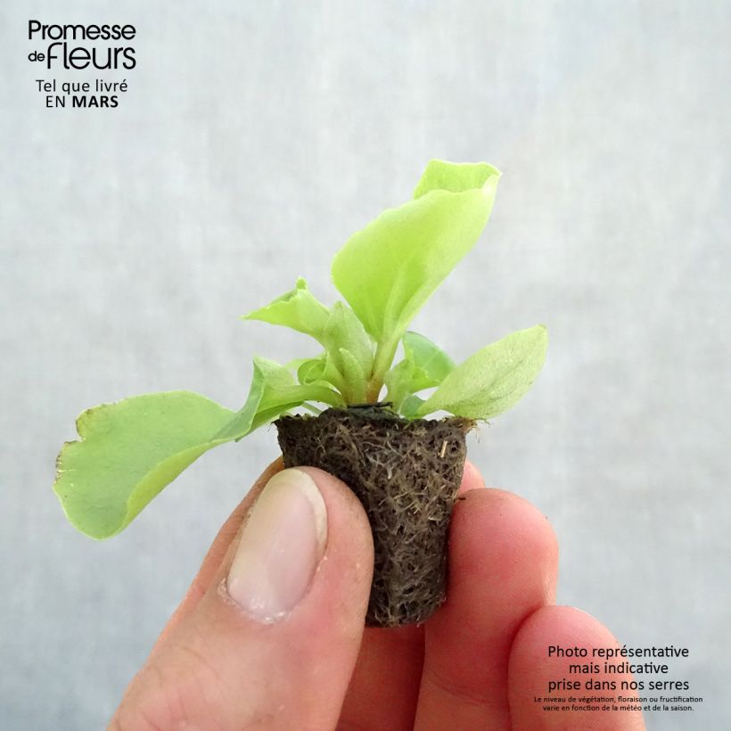 Begonia semperflorens Super Olympia blanc Plug plant 3/4cm sample as delivered in spring