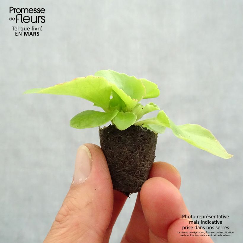 Begonia semperflorens Super Olympia Red Plug plant 1.5/2.5 cm sample as delivered in spring