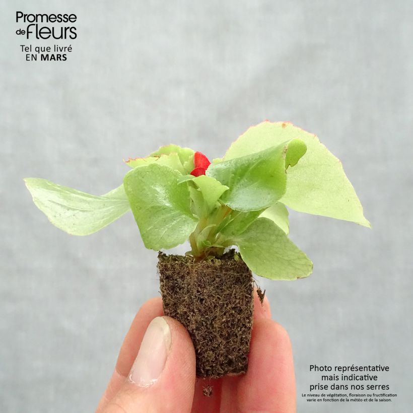 Begonia semperflorens Super Olympia Red Plug plants 3.8 x 3.2cm - Tray of 16 sample as delivered in spring