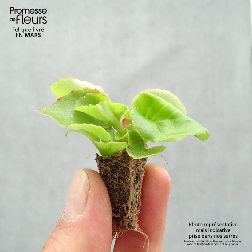 Begonia semperflorens Super Olympia Red Plug plant 2.2cm x 2cm - Tray of 35 sample as delivered in spring