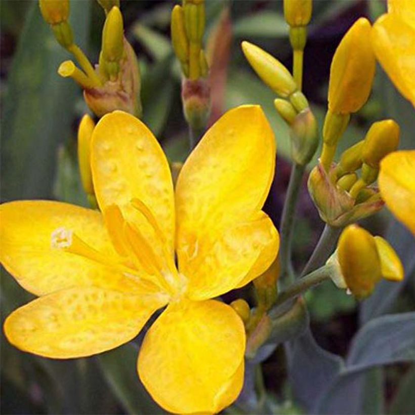 Belamcanda chinensis Hello Yellow (Flowering)