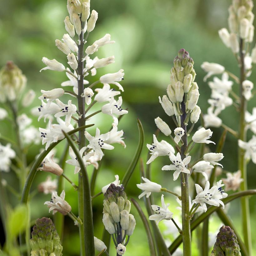 Bellevalia romana (Flowering)