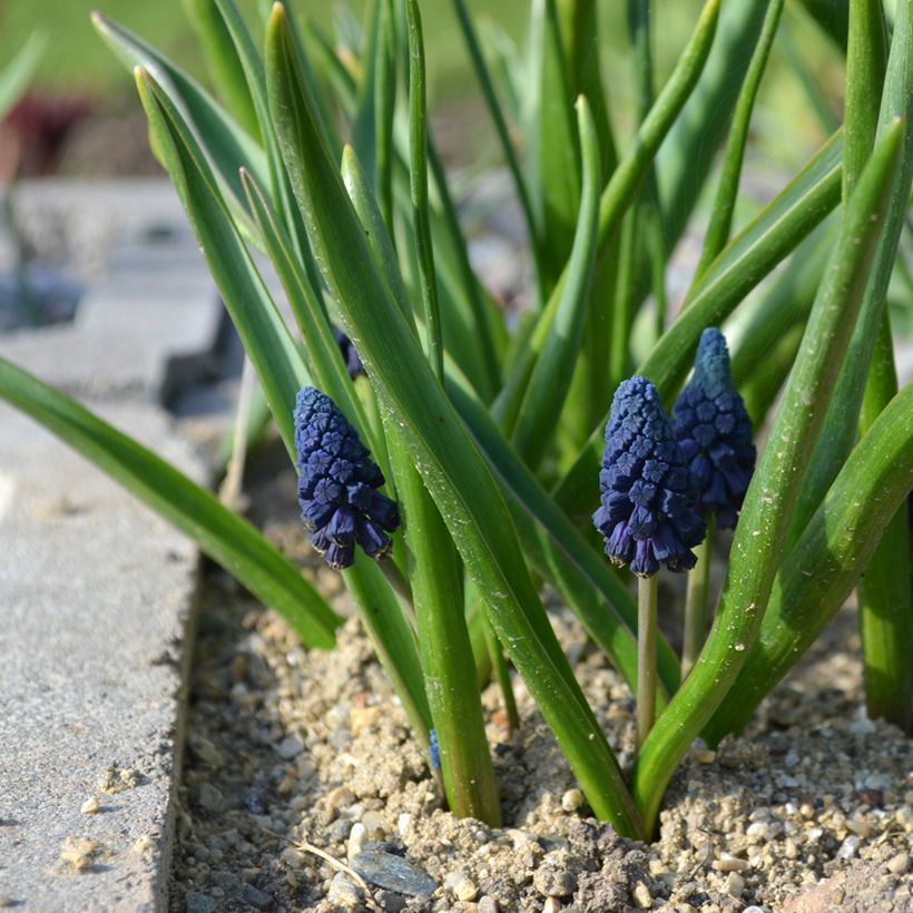 Bellevalia pycnantha (Plant habit)