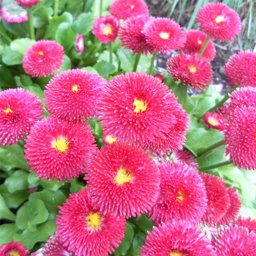 Bellis perennis Tasso Rouge - Common Daisy (Flowering)
