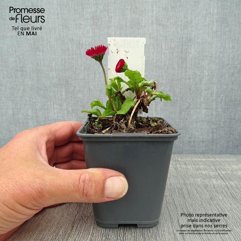 Bellis perennis Roode - Common Daisy 8/9 cm pot sample as delivered in spring