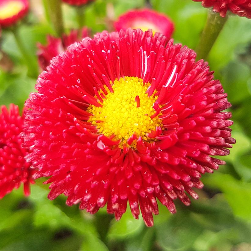 Bellis perennis Roode - Common Daisy (Flowering)