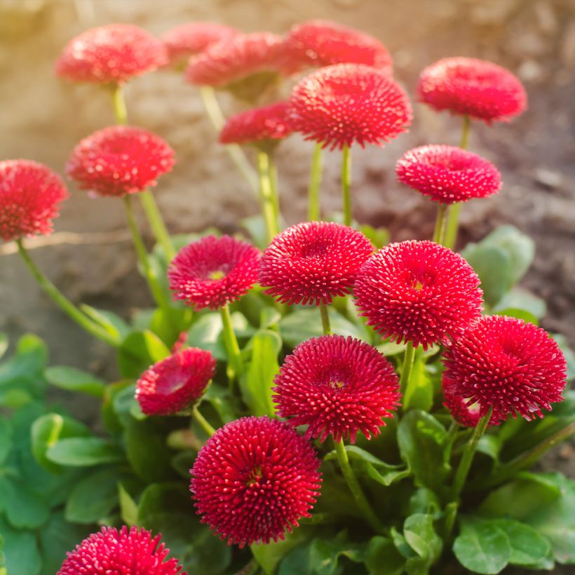 Bellis perennis Roode - Common Daisy (Plant habit)