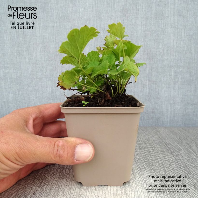 Geum Alabama Slammer 8/9 cm pot sample as delivered in summer