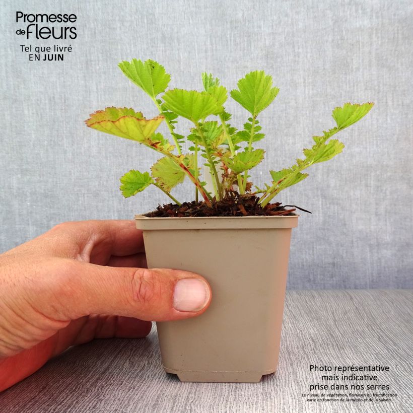 Geum chiloense Dolly North 8/9 cm pot sample as delivered in summer