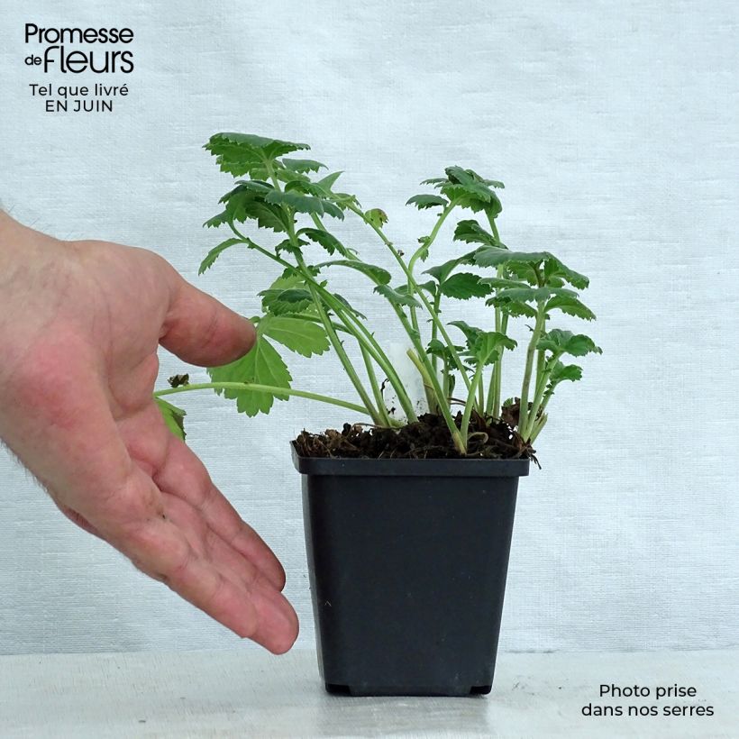 Geum rivale Album 8/9 cm pot sample as delivered in summer