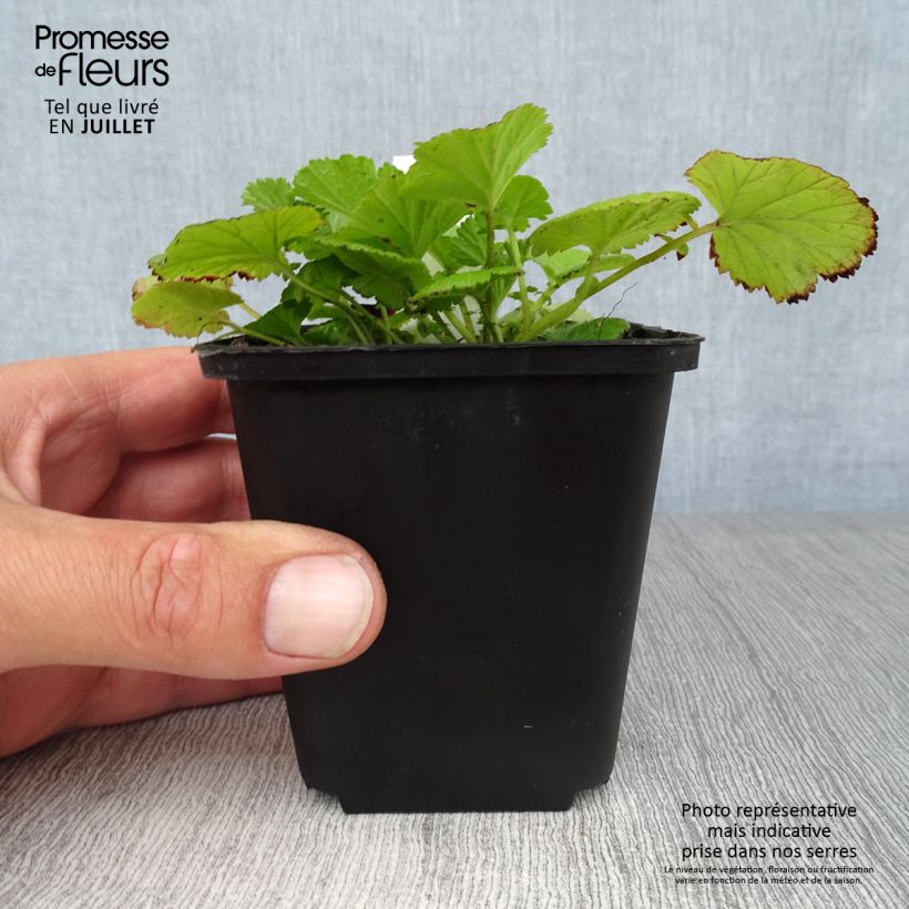 Geum rivale - Water Avens 8/9 cm pot sample as delivered in summer