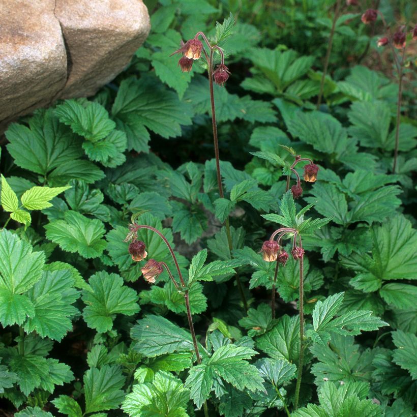 Geum rivale - Water Avens (Plant habit)