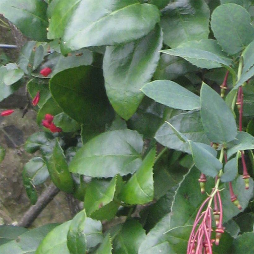 Berberidopsis corallina  (Foliage)