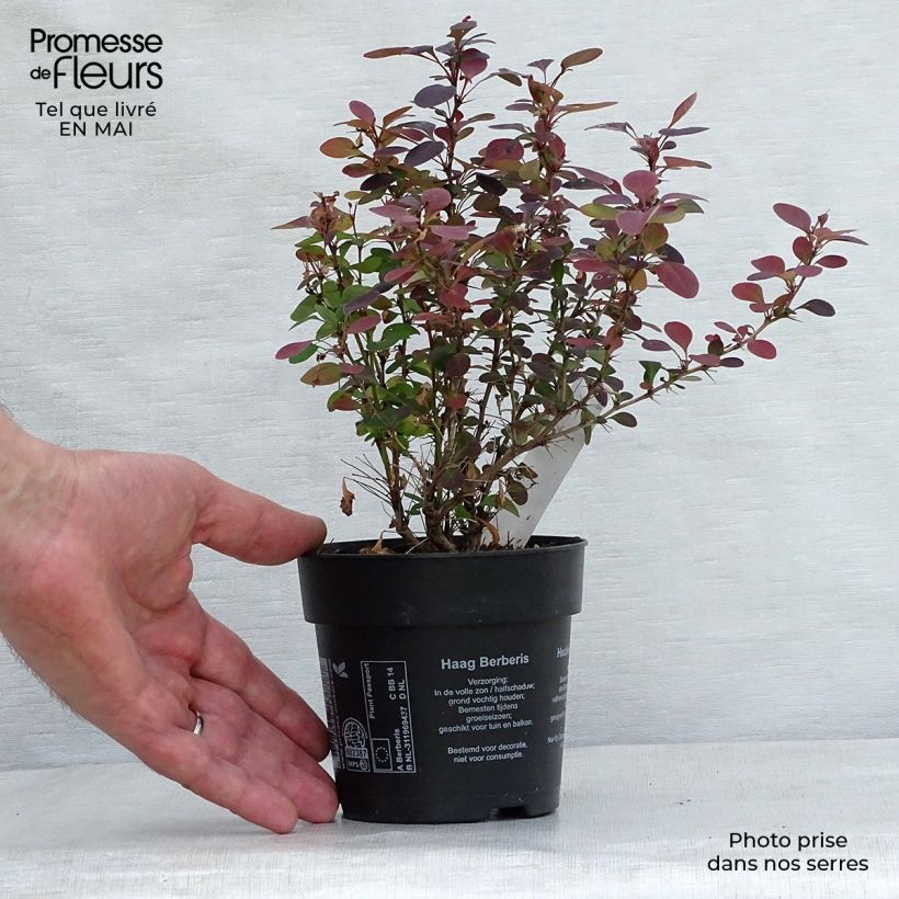 Berberis thunbergii Atropurpurea - Barberry sample as delivered in spring