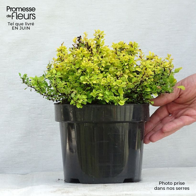 Berberis thunbergii Tiny Gold - Barberry 2L/3L pot sample as delivered in summer