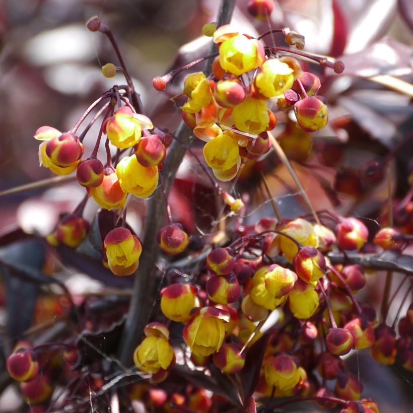 Berberis  thunbergii Thunderbolt (Flowering)