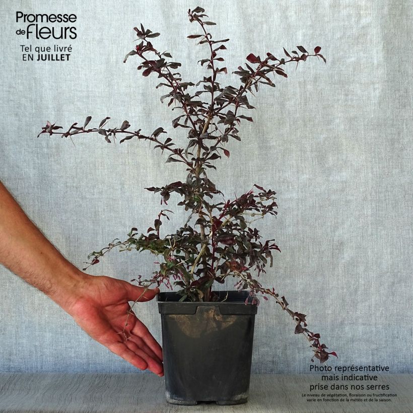 Berberis  thunbergii Thunderbolt 2L/3L pot sample as delivered in summer