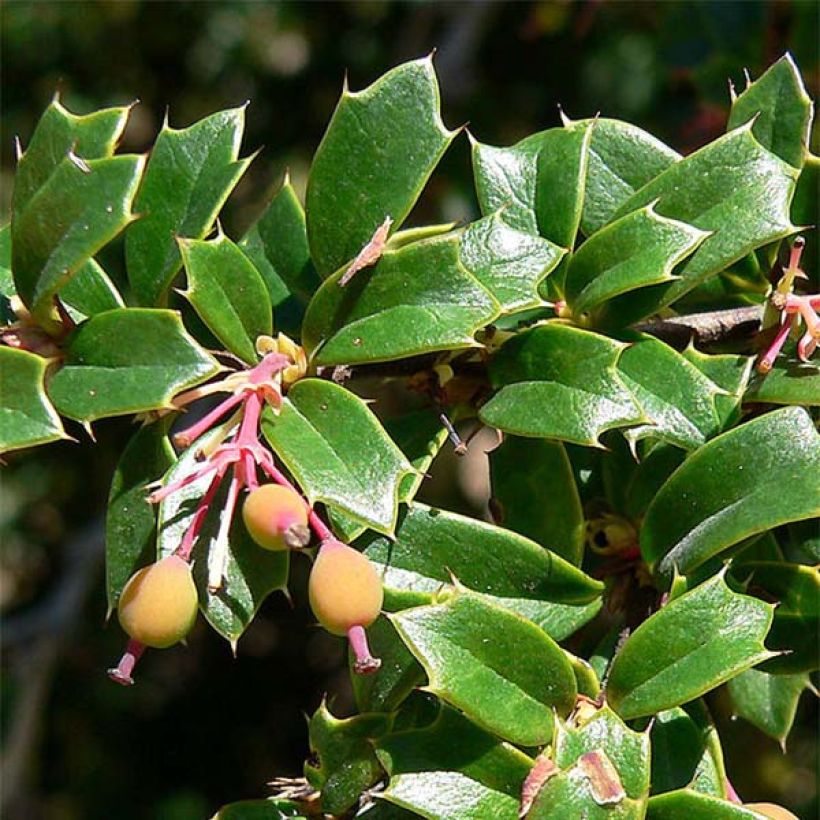 Berberis darwinii - Darwins barberry (Foliage)