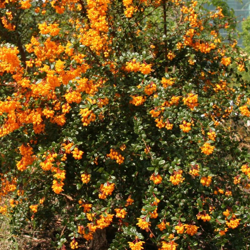 Berberis darwinii - Darwins barberry (Flowering)