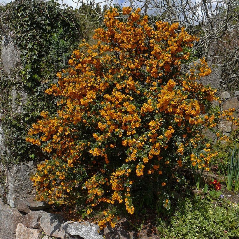 Berberis darwinii - Darwins barberry (Plant habit)