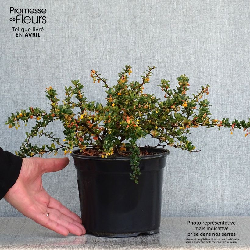 Berberis darwinii Compacta - Barberry sample as delivered in spring