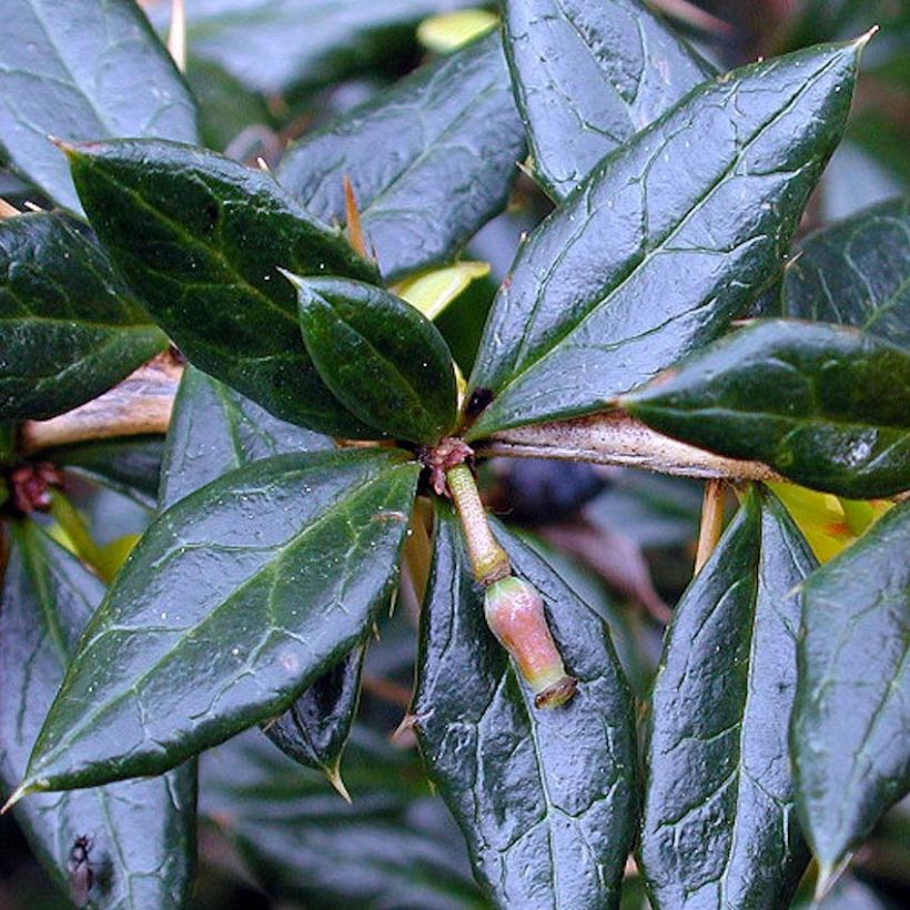 Berberis x frikartii Amstelveen - Barberry (Foliage)