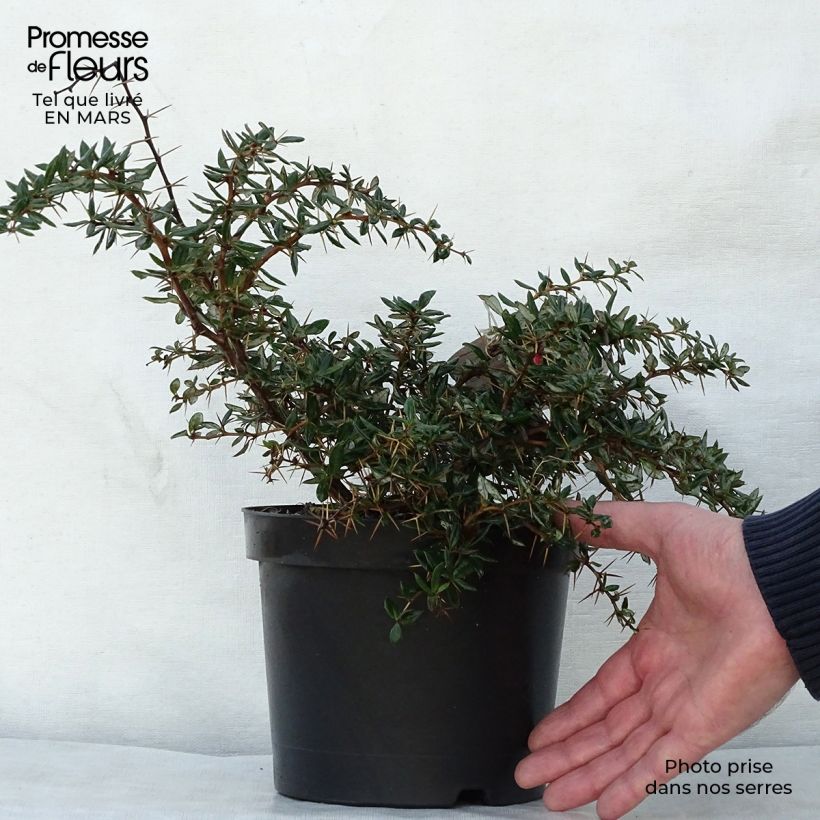 Berberis hybrido-gagnepainii Chenaultii - Barberry 2L/3L pot sample as delivered in spring