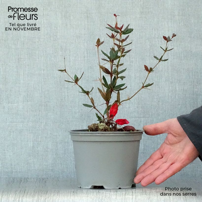 Berberis julianae - Saint Julians Barberry 2L/3L pot sample as delivered in autumn